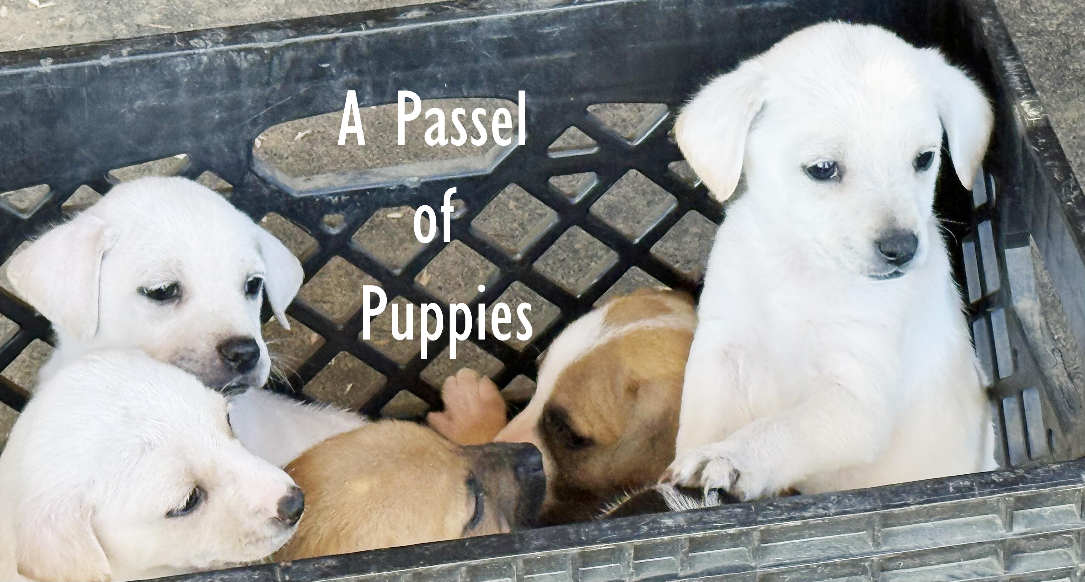 Enlarge Passle of Puppies, a ADOPTABLE mixed breed in Poway, CA image 3/6