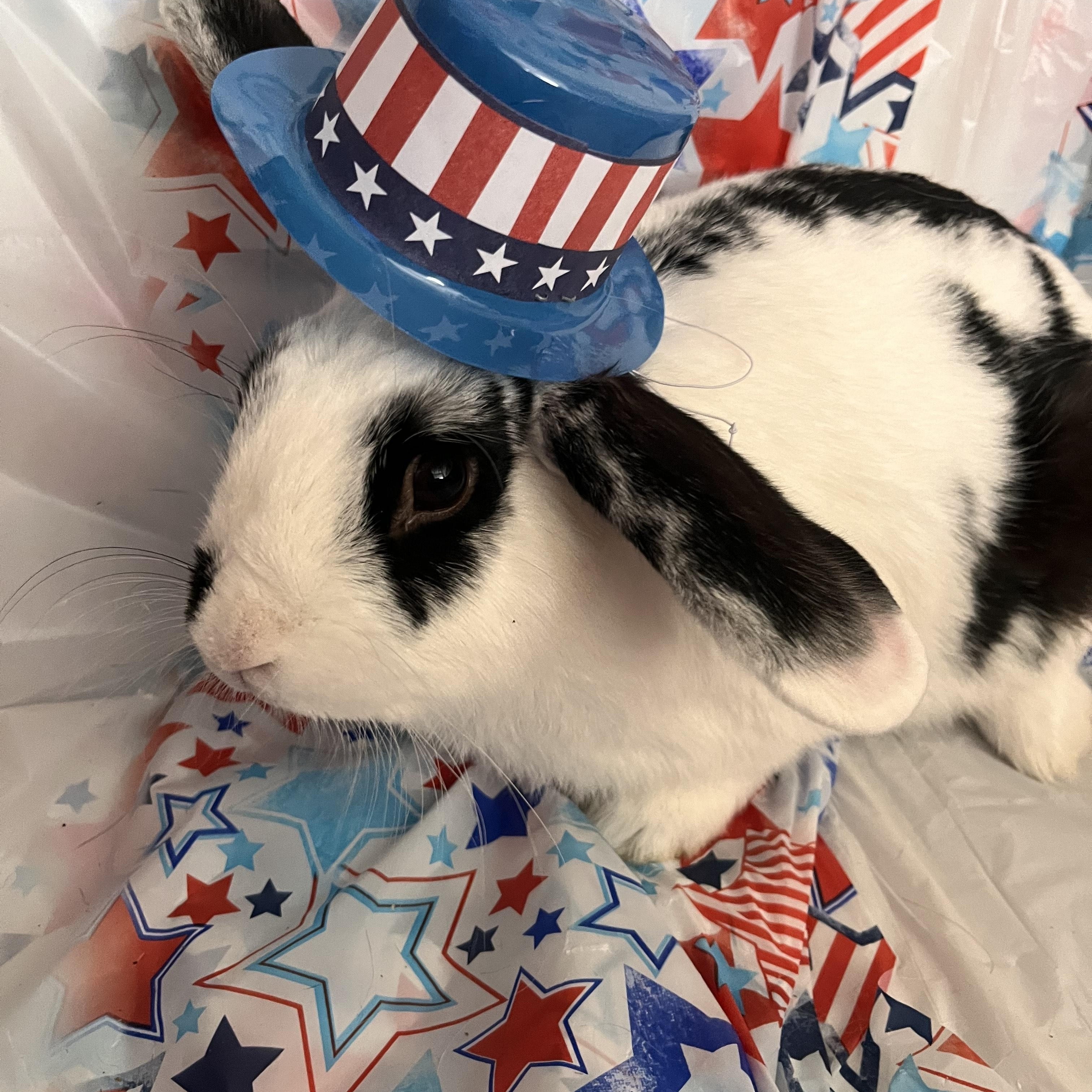 Enlarge Nutts, a Adoptable Bunny Rabbit in Modesto, CA image 1/2