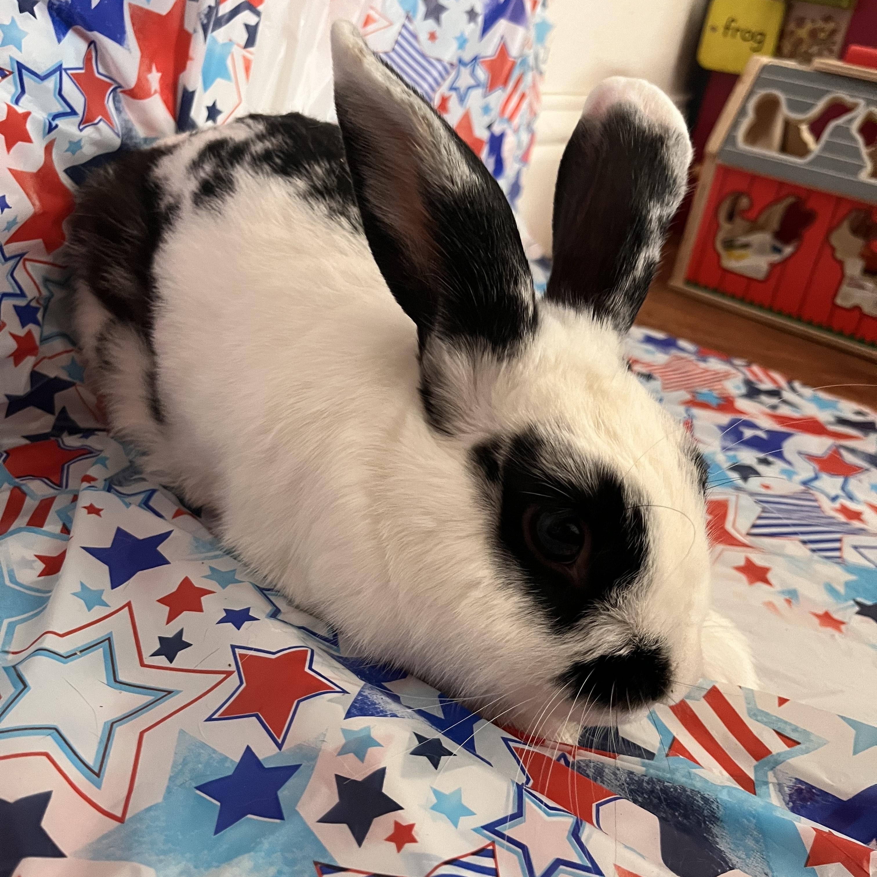 Enlarge Nutts, a Adoptable Bunny Rabbit in Modesto, CA image 2/2