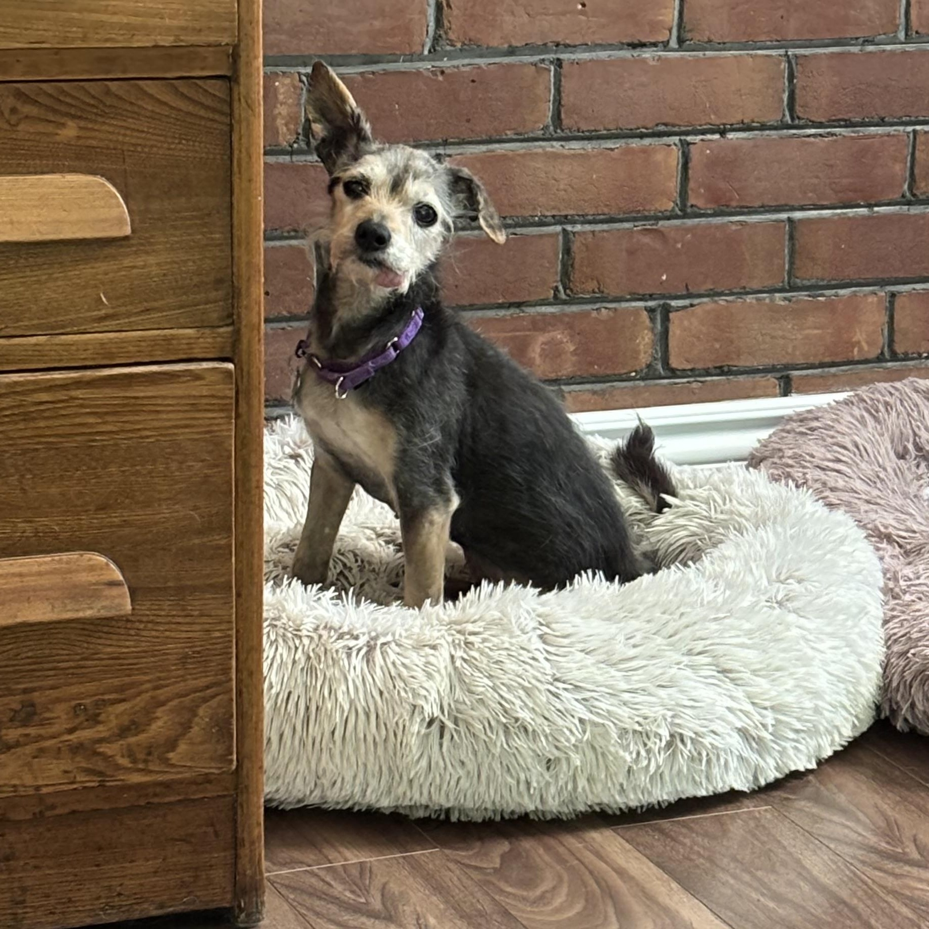 Martha, adopted, Senior Female Terrier.
