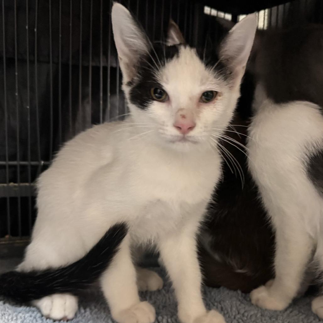 Lana Kane, Adoptable, Young Female Domestic Short Hair.