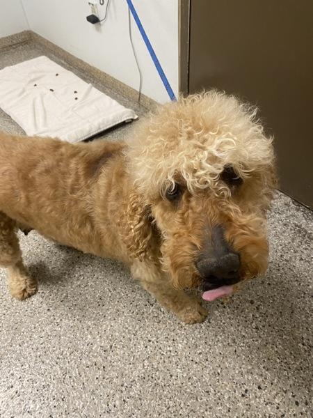 Enlarge Hazel, a Adoptable mixed breed in Vancouver, WA image 1/1