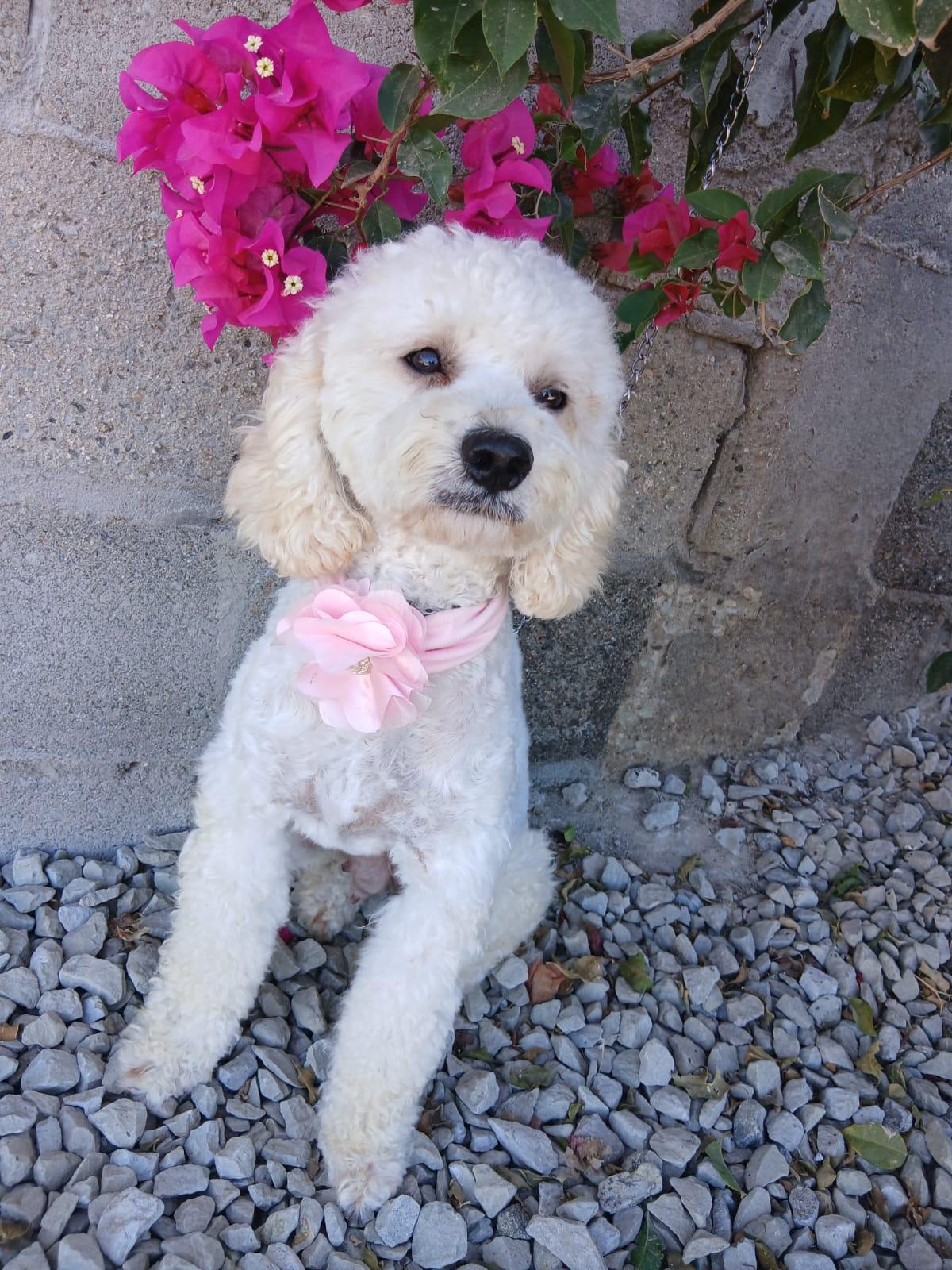 Enlarge Adelle, a Adopted mixed breed in Los Angeles, CA image 2/5