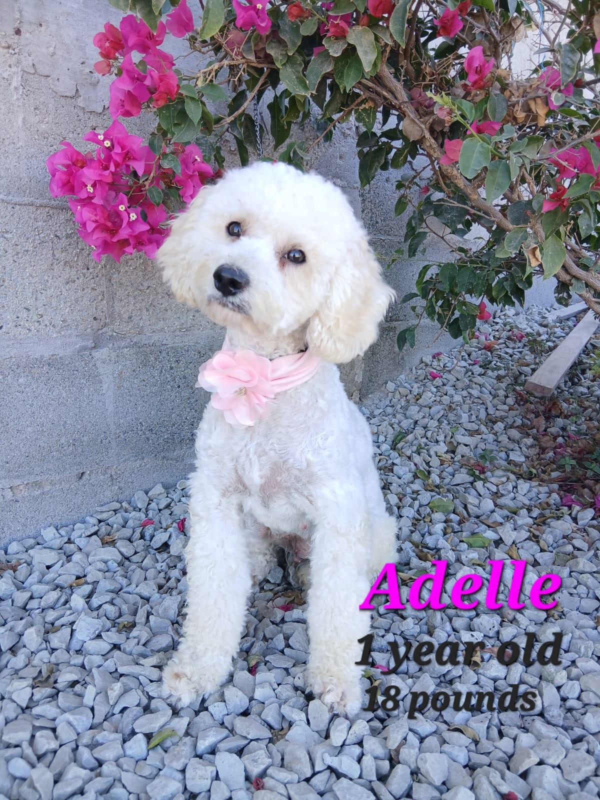 Enlarge Adelle, a Adopted mixed breed in Los Angeles, CA image 3/5