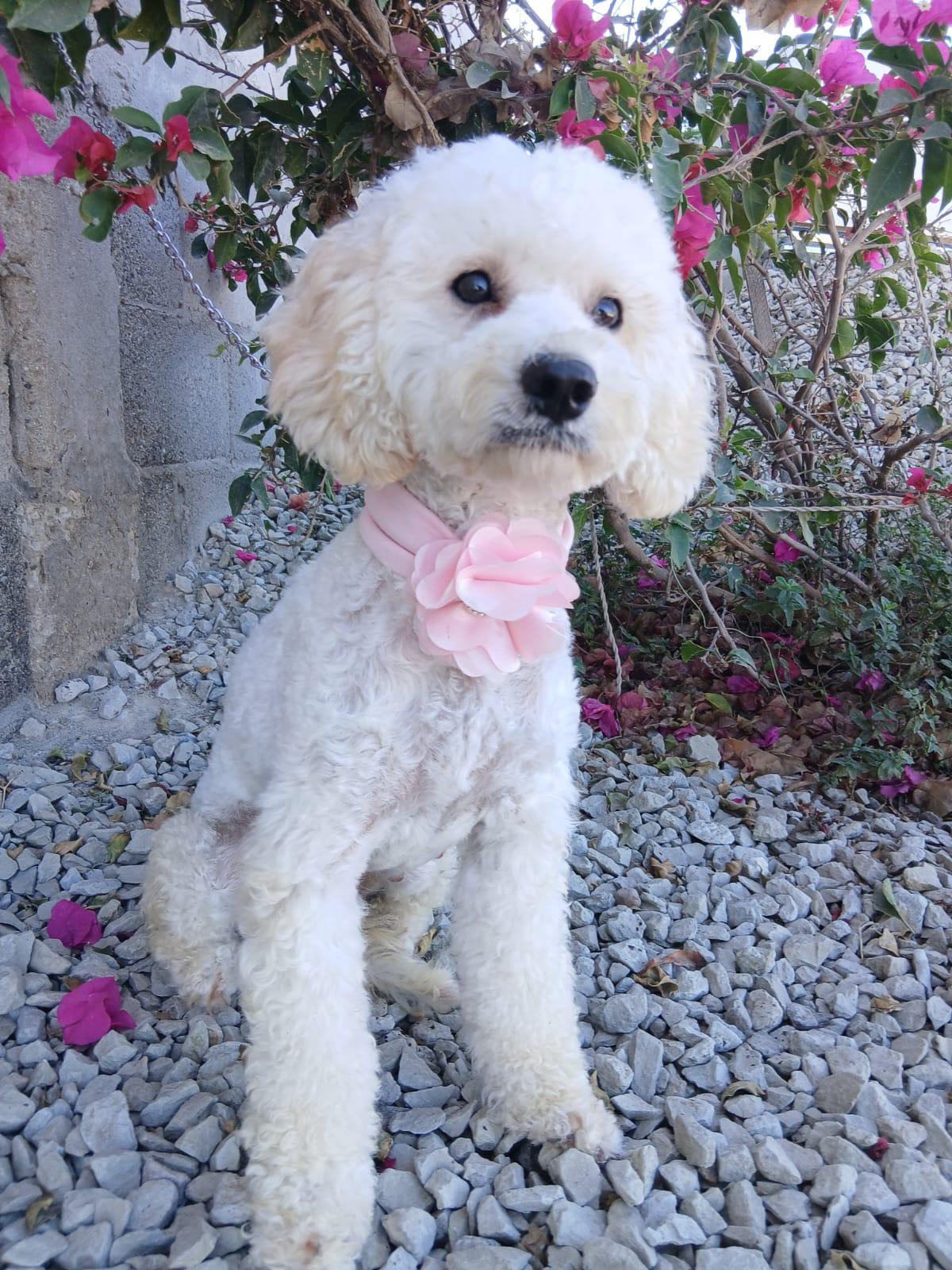 Adelle, Adopted, Adult Female Maltipoo.