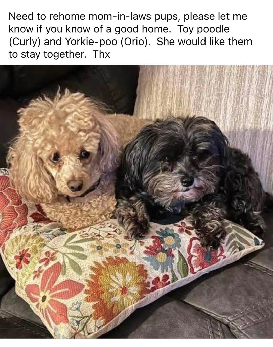 Curly and Orio