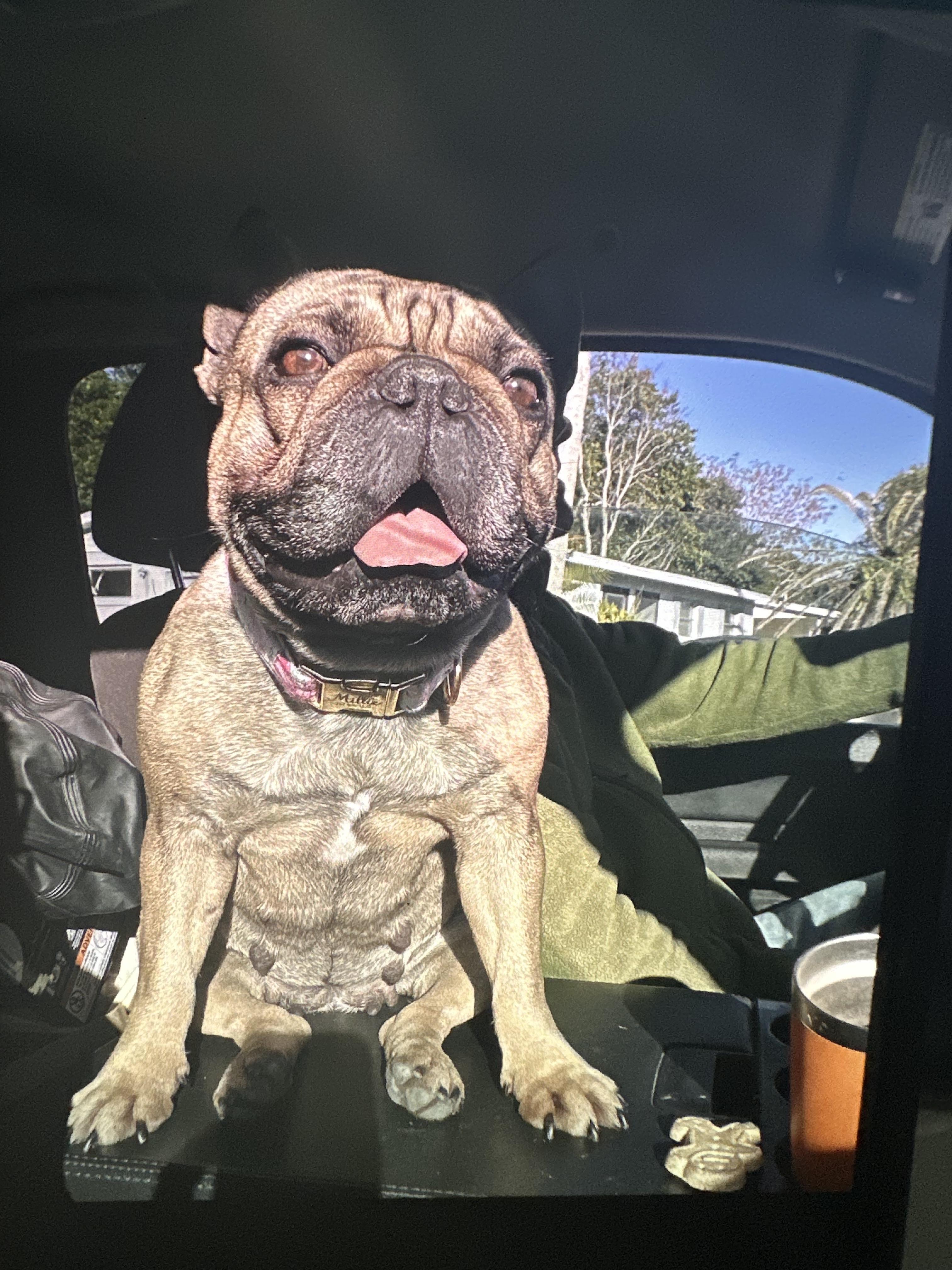 Enlarge Millie Vanillie, a Adoptable French Bulldog in PALM BAY, FL image 1/1
