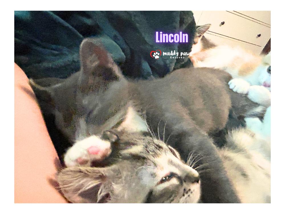 Enlarge Luxe Rides:  Lincoln, a Adoptable Domestic Short Hair in Council Bluffs, IA image 1/6