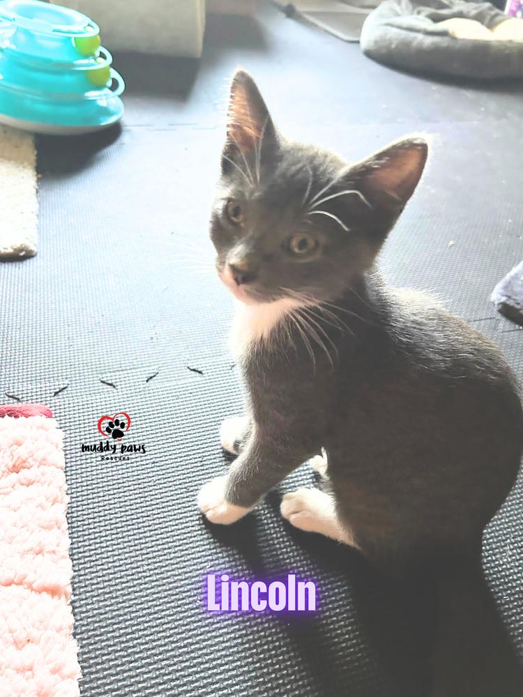 Enlarge Luxe Rides:  Lincoln, a Adoptable Domestic Short Hair in Council Bluffs, IA image 2/6