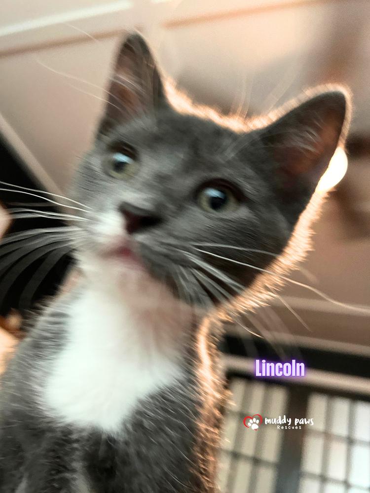 Enlarge Luxe Rides:  Lincoln, a Adoptable Domestic Short Hair in Council Bluffs, IA image 3/6