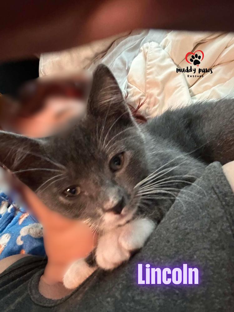 Enlarge Luxe Rides:  Lincoln, a Adoptable Domestic Short Hair in Council Bluffs, IA image 4/6
