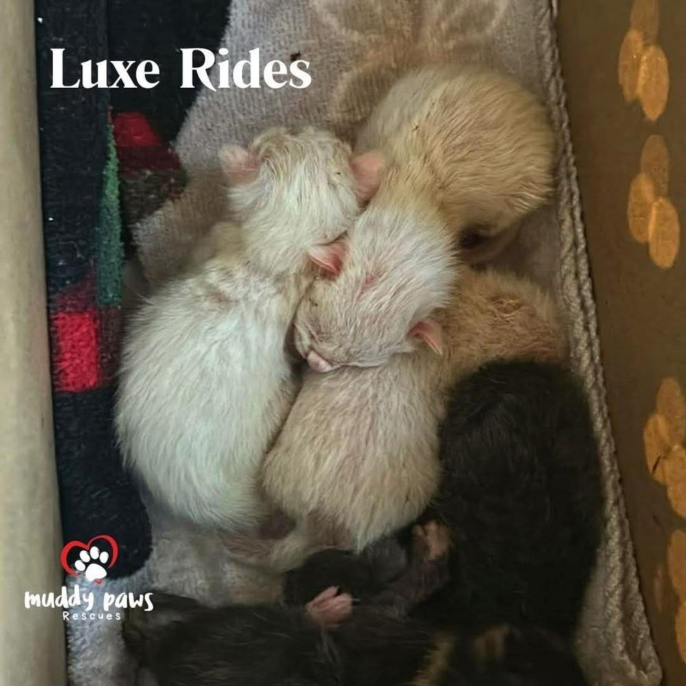 Enlarge Luxe Rides:  Lincoln, a Adoptable Domestic Short Hair in Council Bluffs, IA image 5/6
