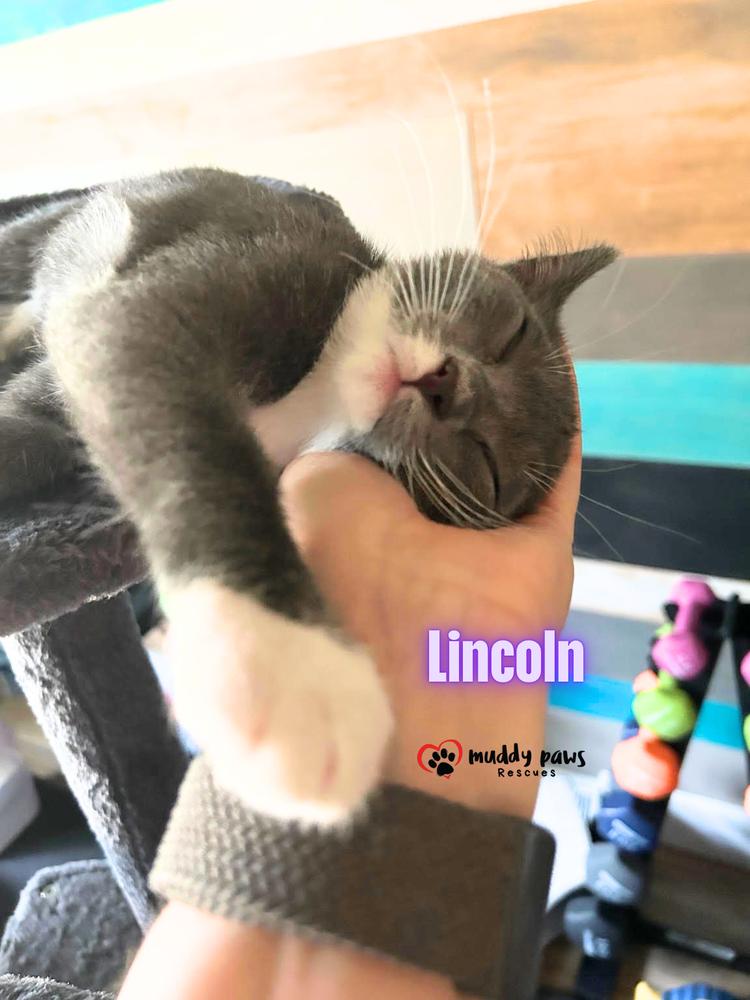 Enlarge Luxe Rides:  Lincoln, a Adoptable Domestic Short Hair in Council Bluffs, IA image 6/6