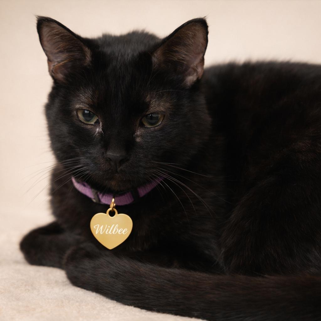 Wilbur, Adoptable, Adult Male Domestic Short Hair.