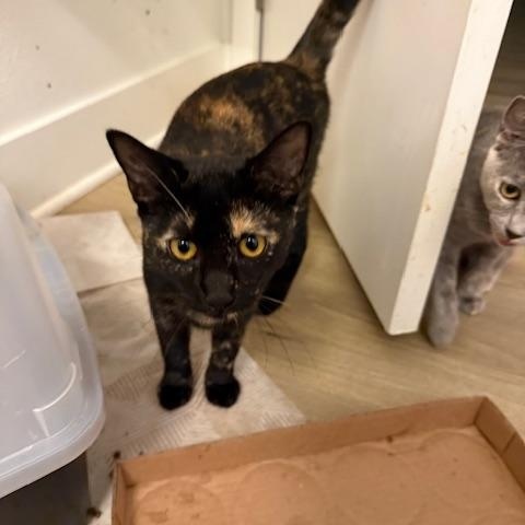 Peony (7 months), Adoptable, Young Female Domestic Short Hair.