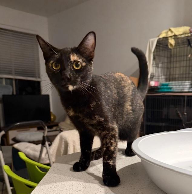 Enlarge Peony (7 months), a Adoptable Domestic Short Hair in Tacoma, WA image 2/5
