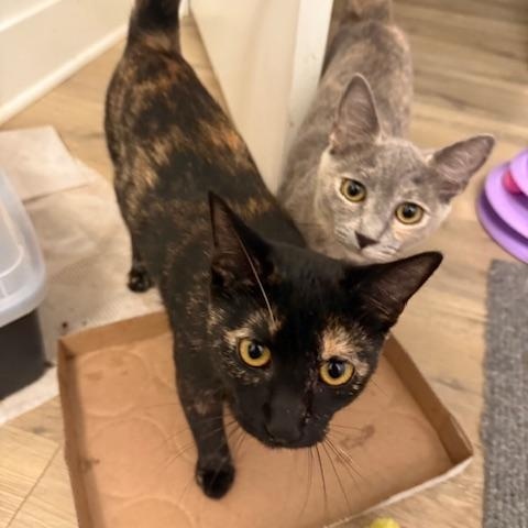 Enlarge Peony (7 months), a Adoptable Domestic Short Hair in Tacoma, WA image 4/5