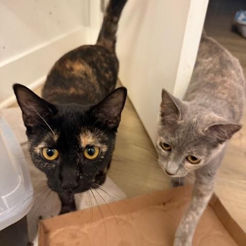 Enlarge Peony (7 months), a Adoptable Domestic Short Hair in Tacoma, WA image 5/5