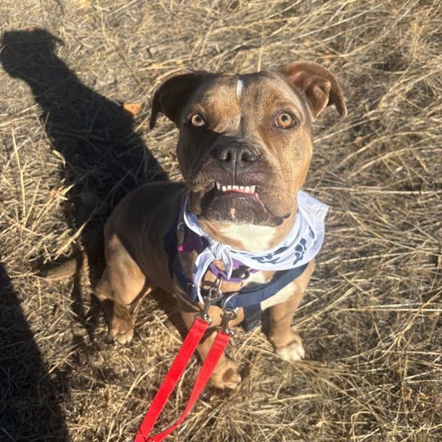 FRENCH FRY, Adoptable, Young Female Pit Bull Terrier.