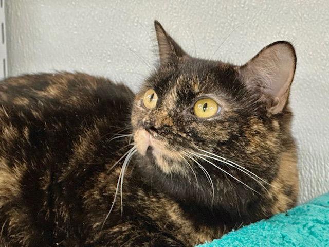 Junebug, Adoptable, Young Female Domestic Short Hair.