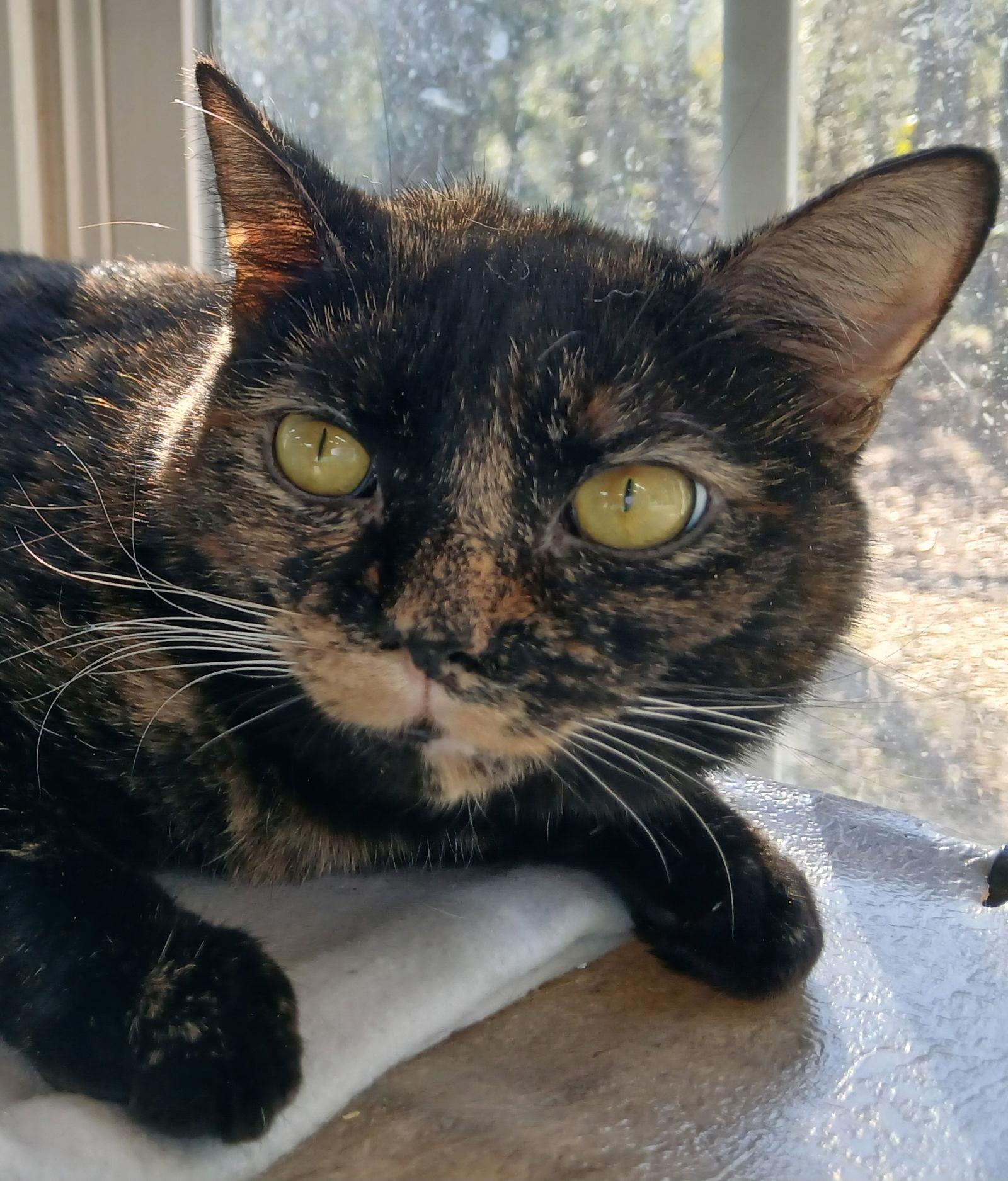 Junebug, Adoptable, Young Female Domestic Short Hair.