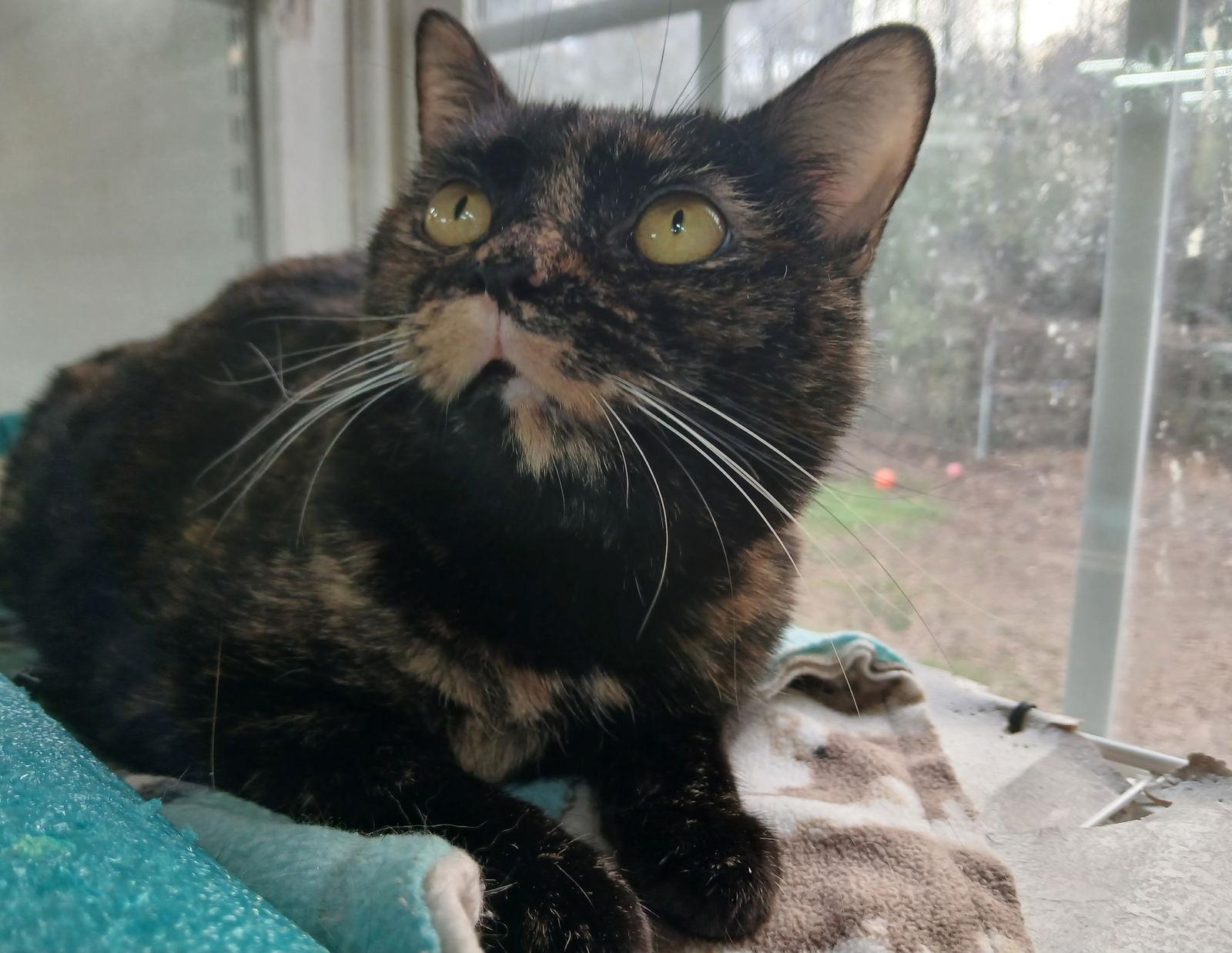 Enlarge Junebug, a Adoptable Domestic Short Hair in Winton, NC image 2/3