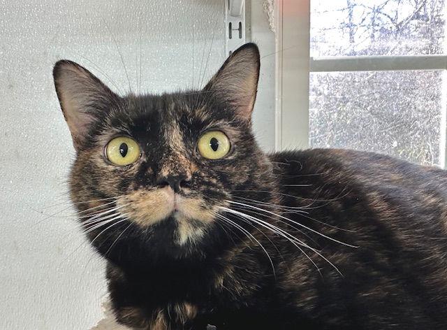 Junebug, Adoptable, Young Female Domestic Short Hair.