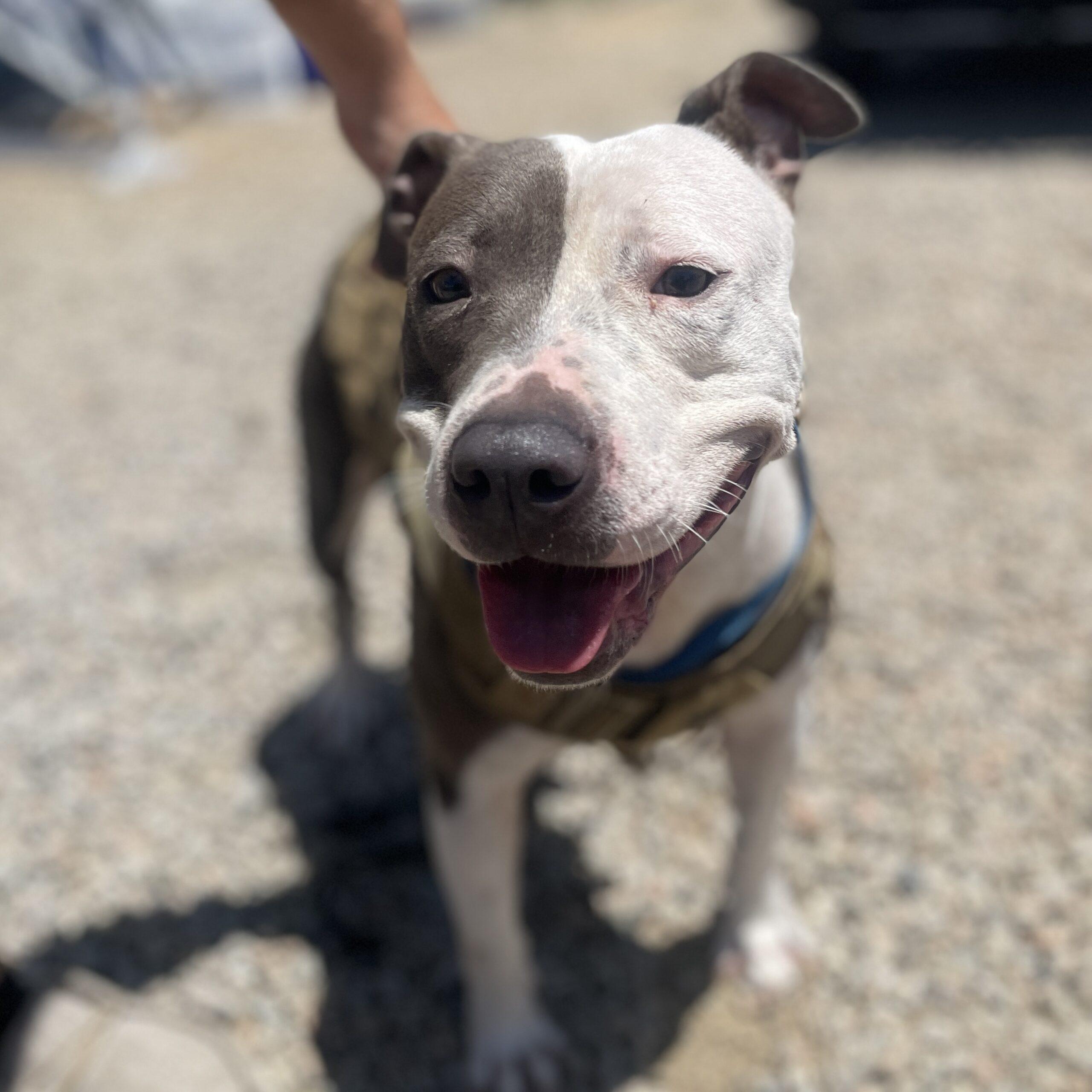 Hollie, Adoptable, Young Female Pit Bull Terrier.