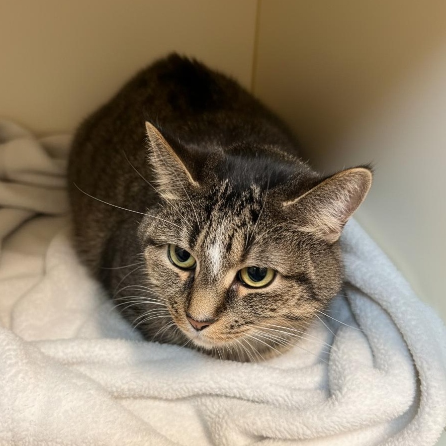 Enlarge Dory, an adoptable Domestic Short Hair in Elyria, OH image 1/1
