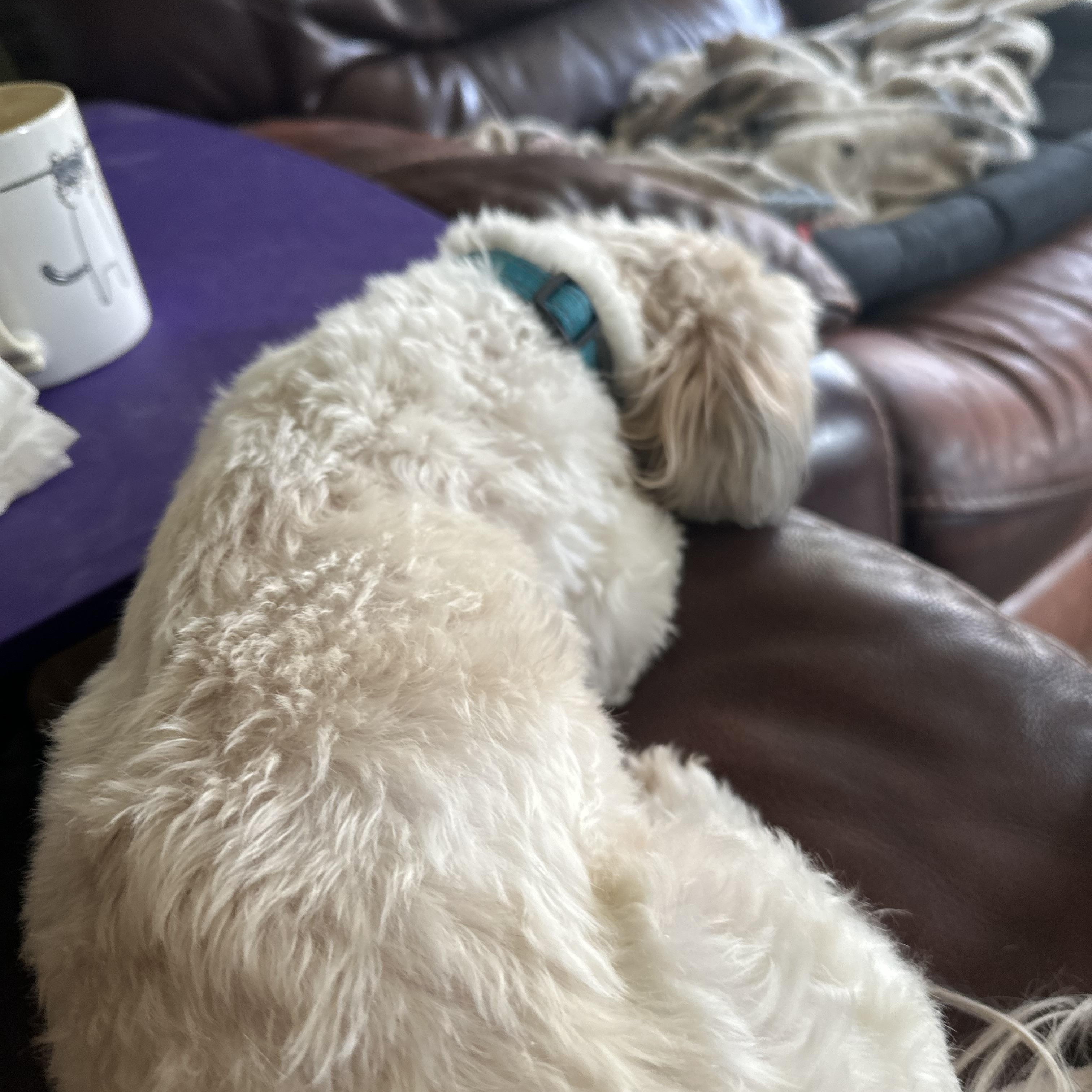 Enlarge WYATT, a ADOPTABLE mixed breed in Lexington, NC image 4/5