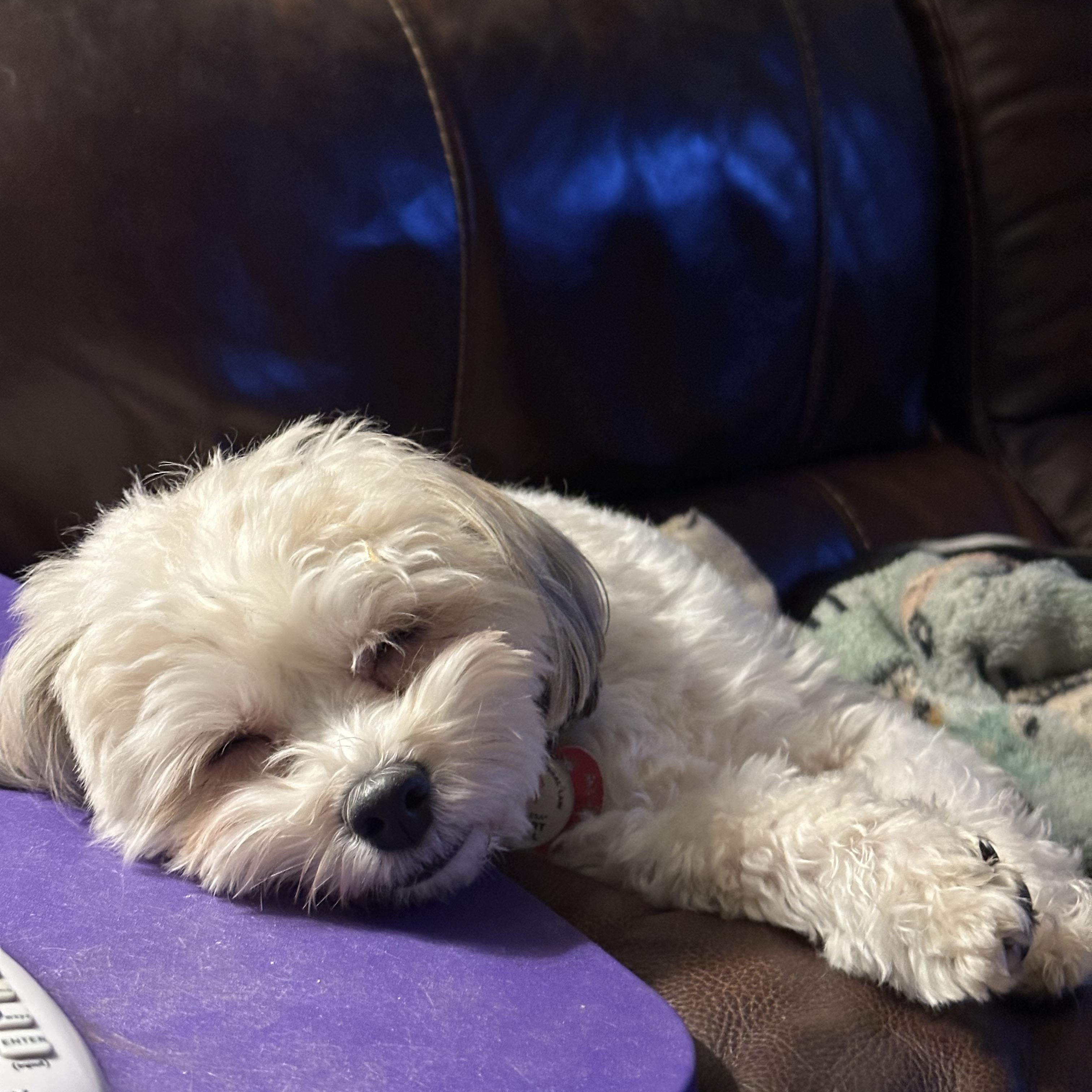 WYATT, ADOPTABLE, Adult Male Shih Tzu & Bichon Frise.