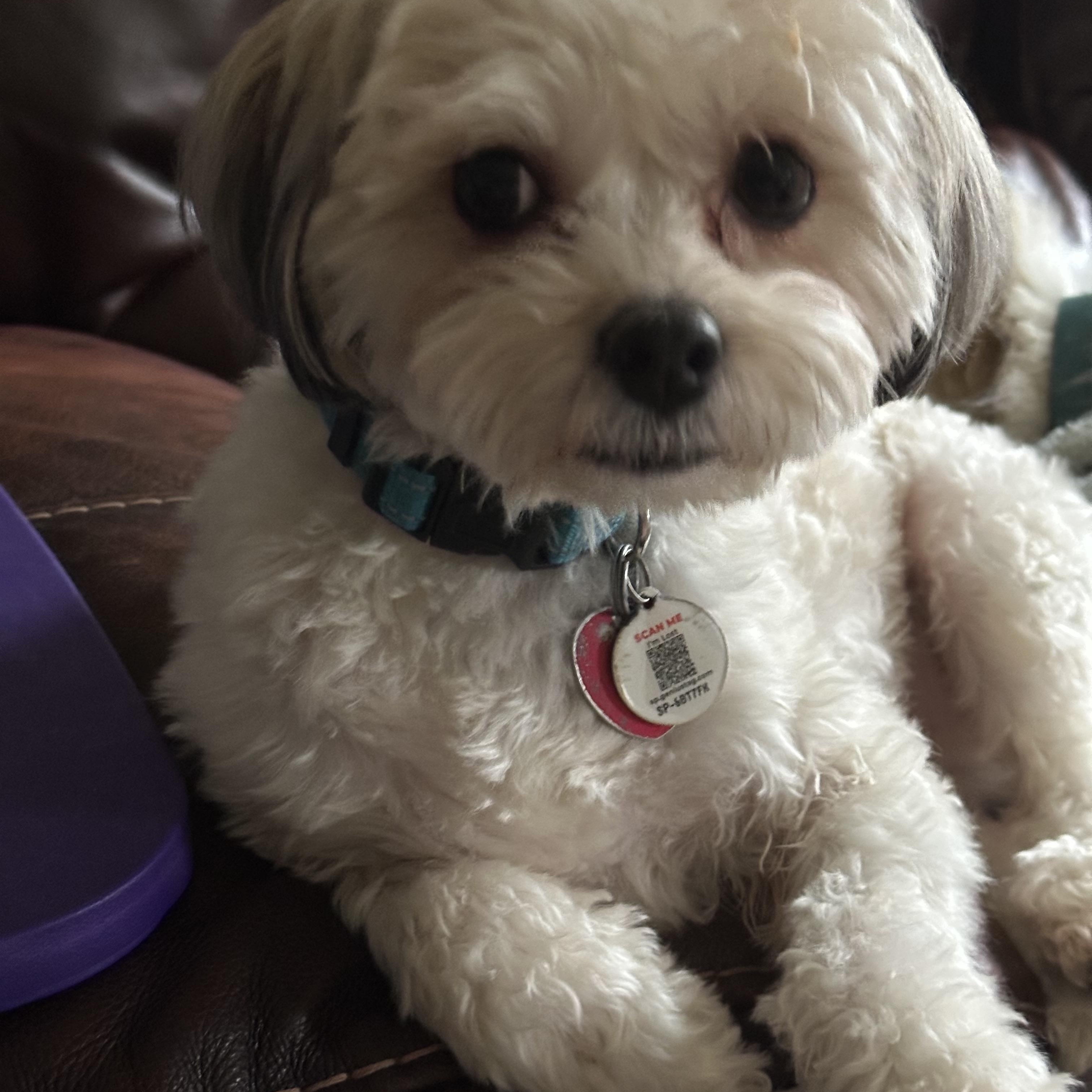 Enlarge WYATT, a ADOPTABLE mixed breed in Lexington, NC image 2/5