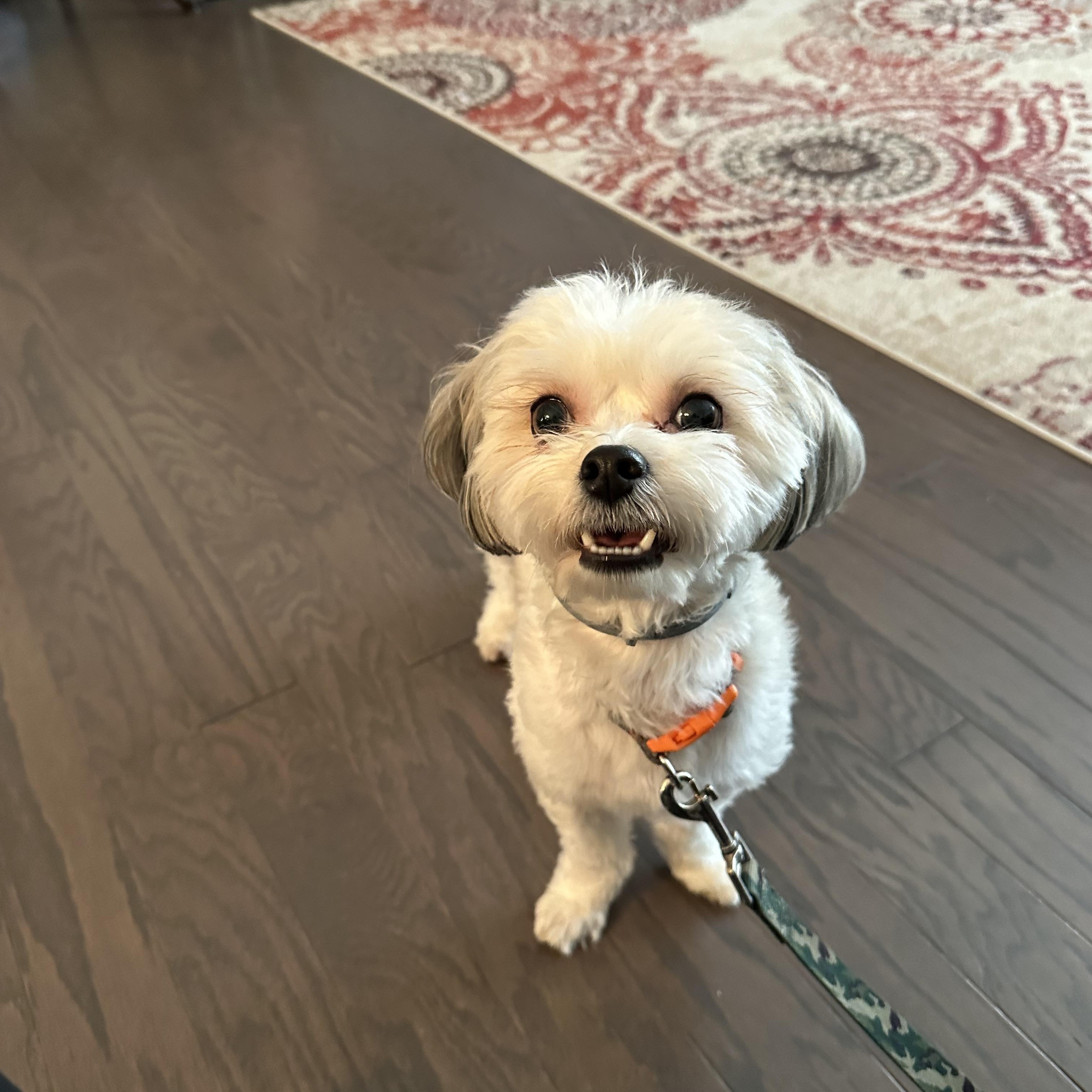 Enlarge WYATT, a ADOPTABLE mixed breed in Lexington, NC image 3/5