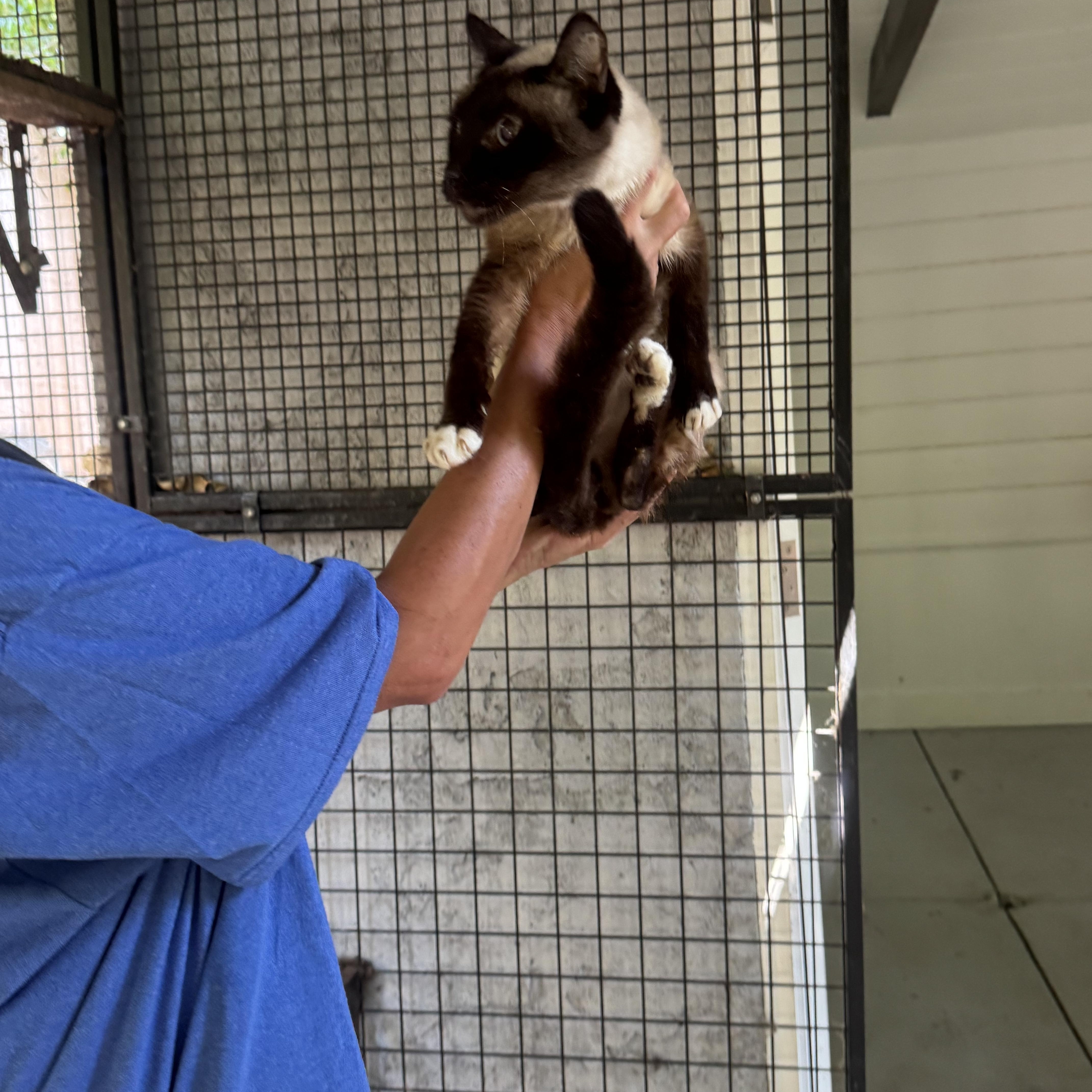 Yukon, Adopted, Senior Male Siamese.