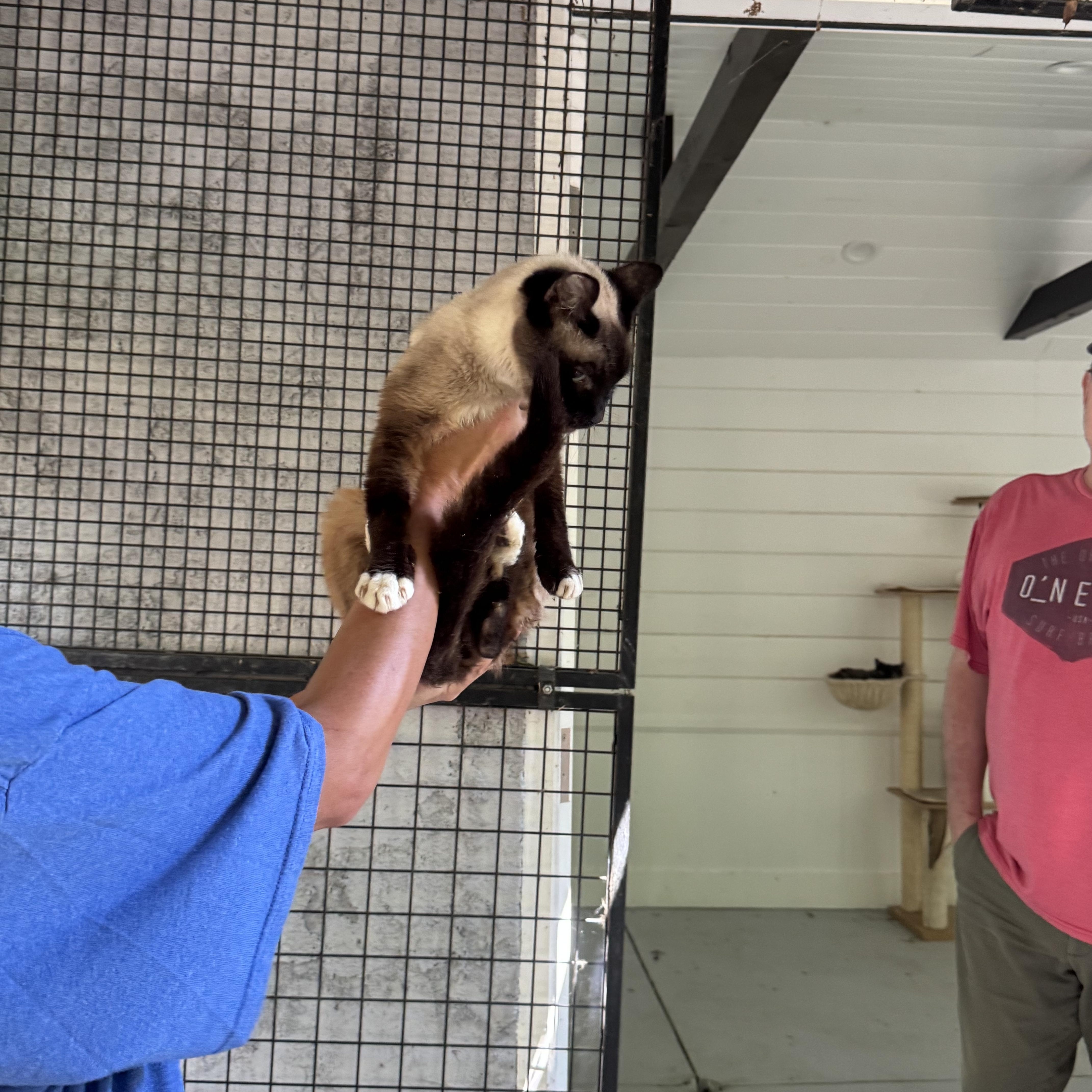 Enlarge Yukon, a Adopted mixed breed in Malibu, CA image 2/3