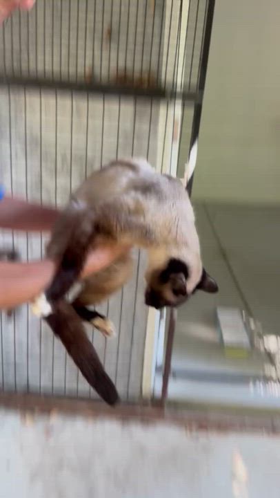 Enlarge Yukon, a Adopted mixed breed in Malibu, CA video 3/3