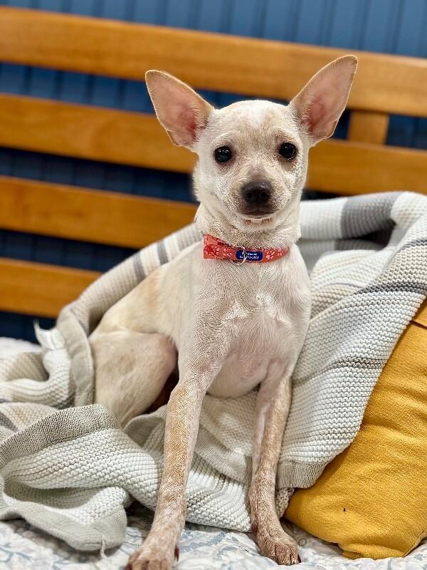 Pine Nut — thumbnail 2