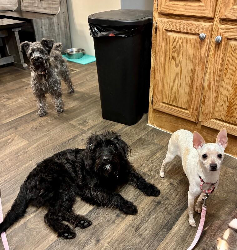 Pine Nut — thumbnail 3