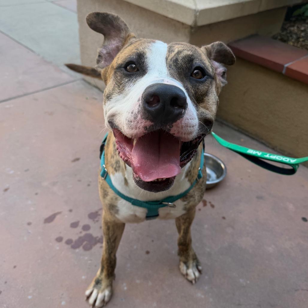 Catan, Adoptable, Adult Male Pit Bull Terrier.