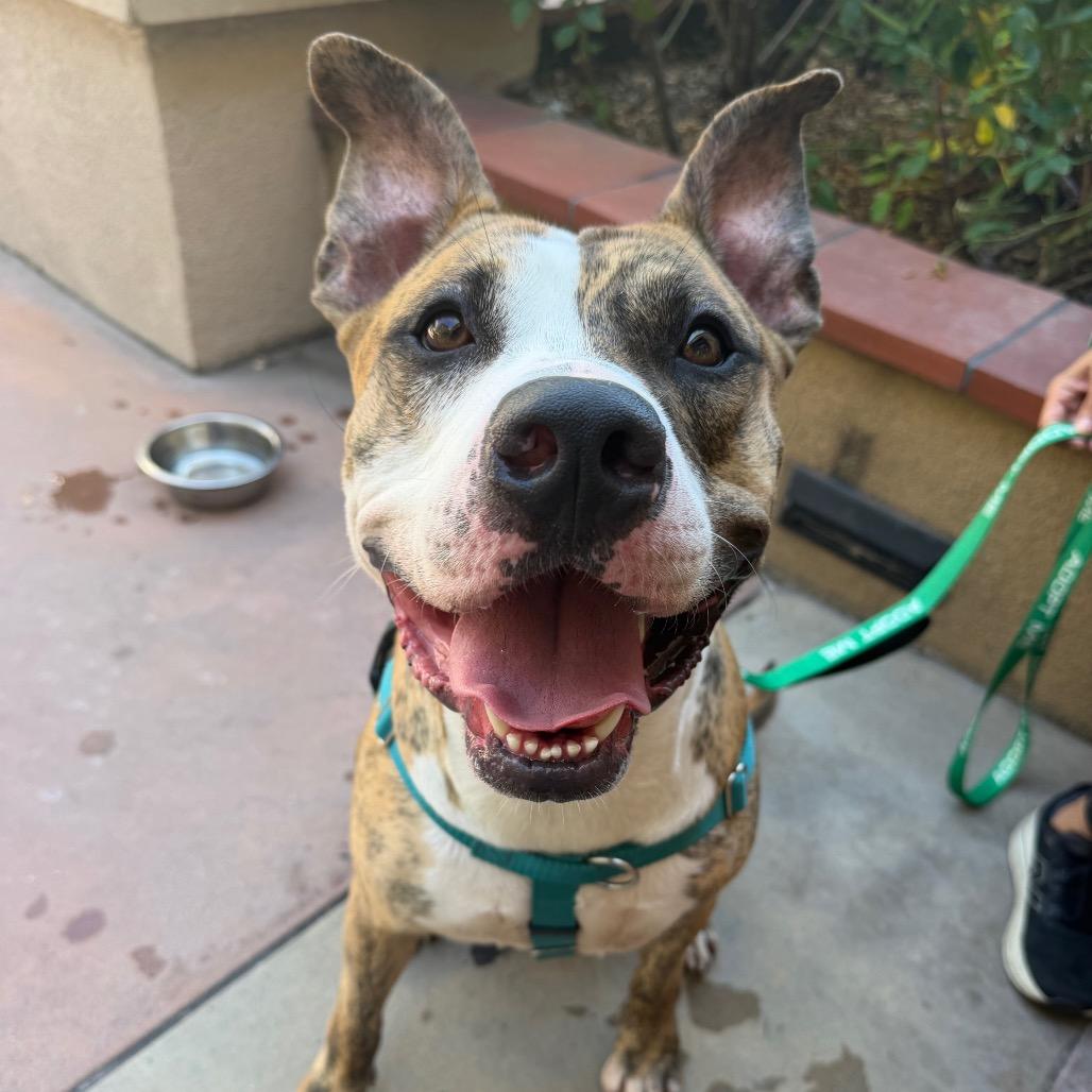 Enlarge Catan, a Adoptable Pit Bull Terrier in Pasadena, CA image 2/5