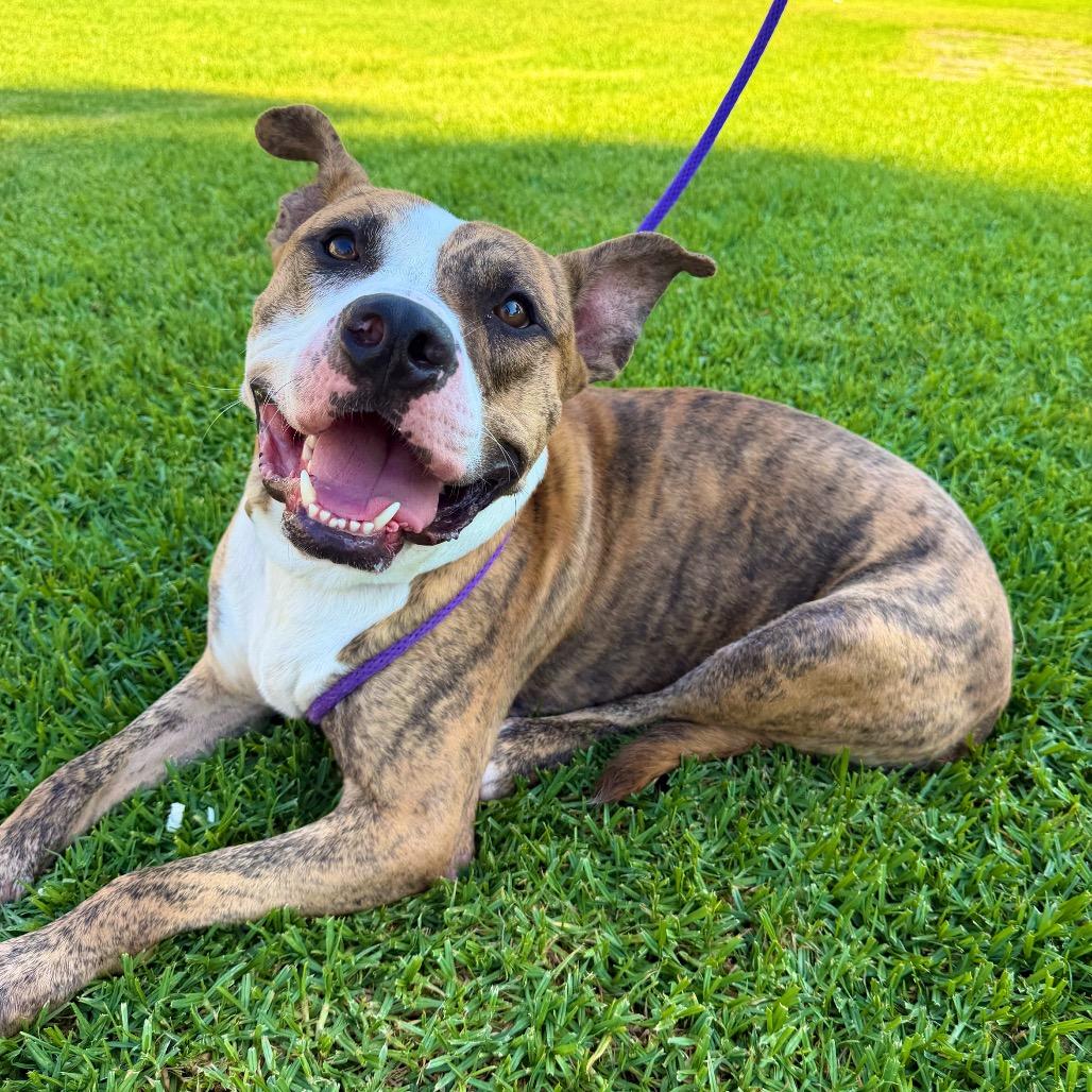 Enlarge Catan, a Adoptable Pit Bull Terrier in Pasadena, CA image 3/5