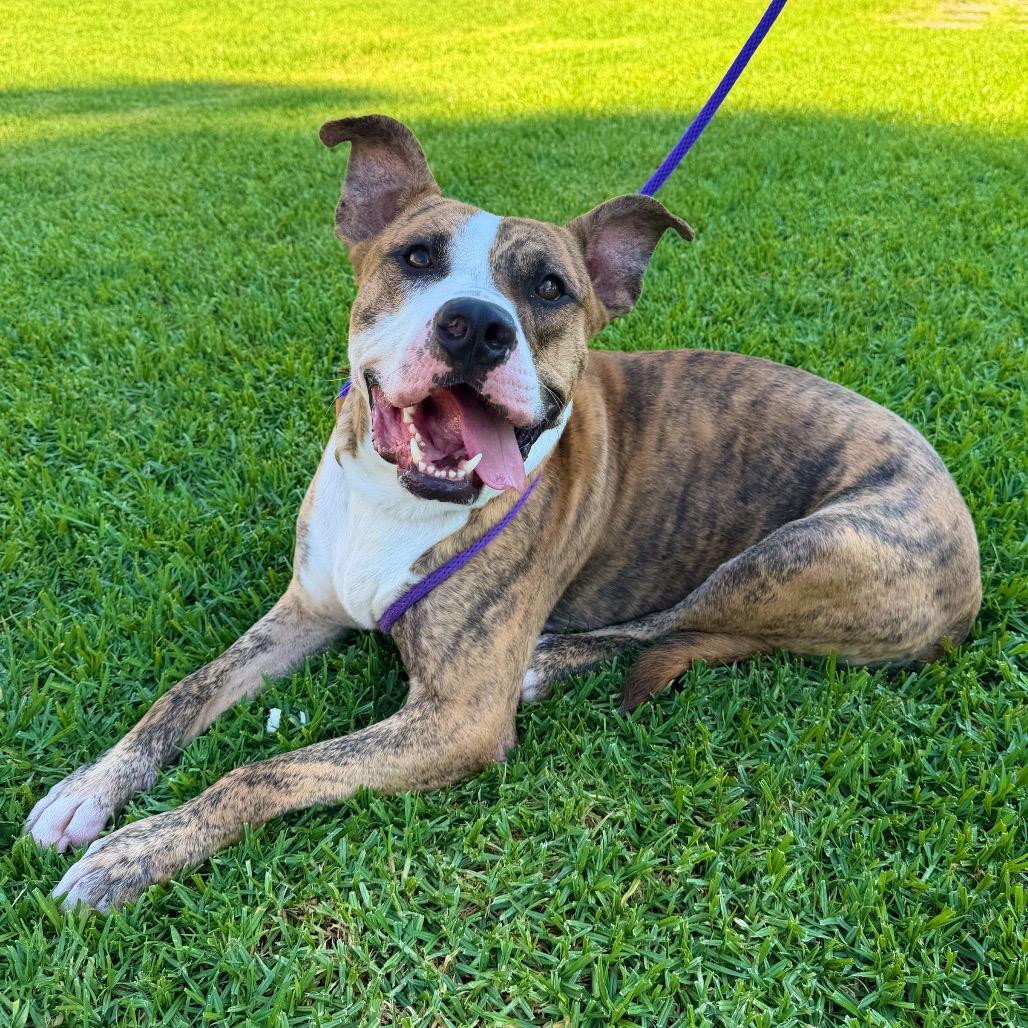 Enlarge Catan, a Adoptable Pit Bull Terrier in Pasadena, CA image 4/5