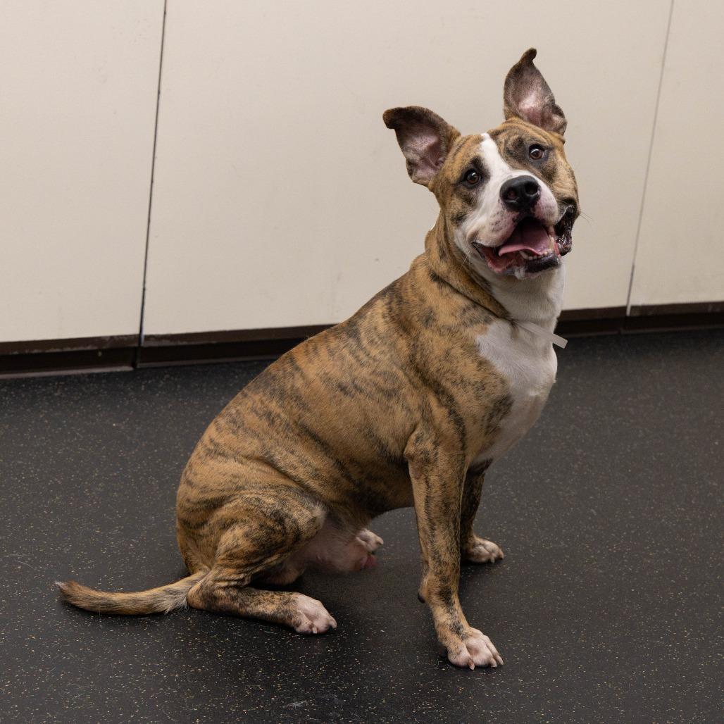 Enlarge Catan, a Adoptable Pit Bull Terrier in Pasadena, CA image 5/5