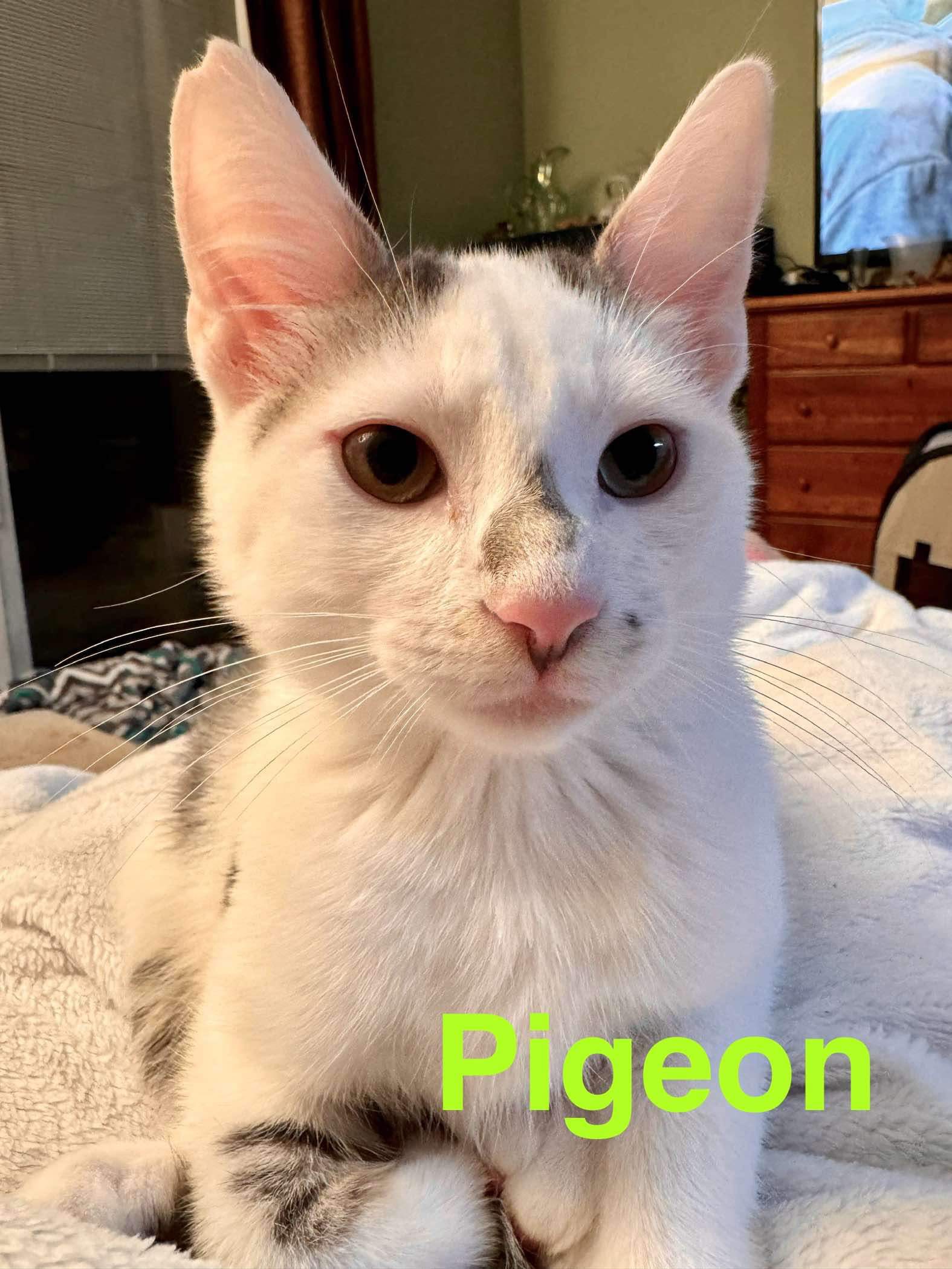 Pigeon, a Adoptable Domestic Short Hair in Manchester, CT image 3/6