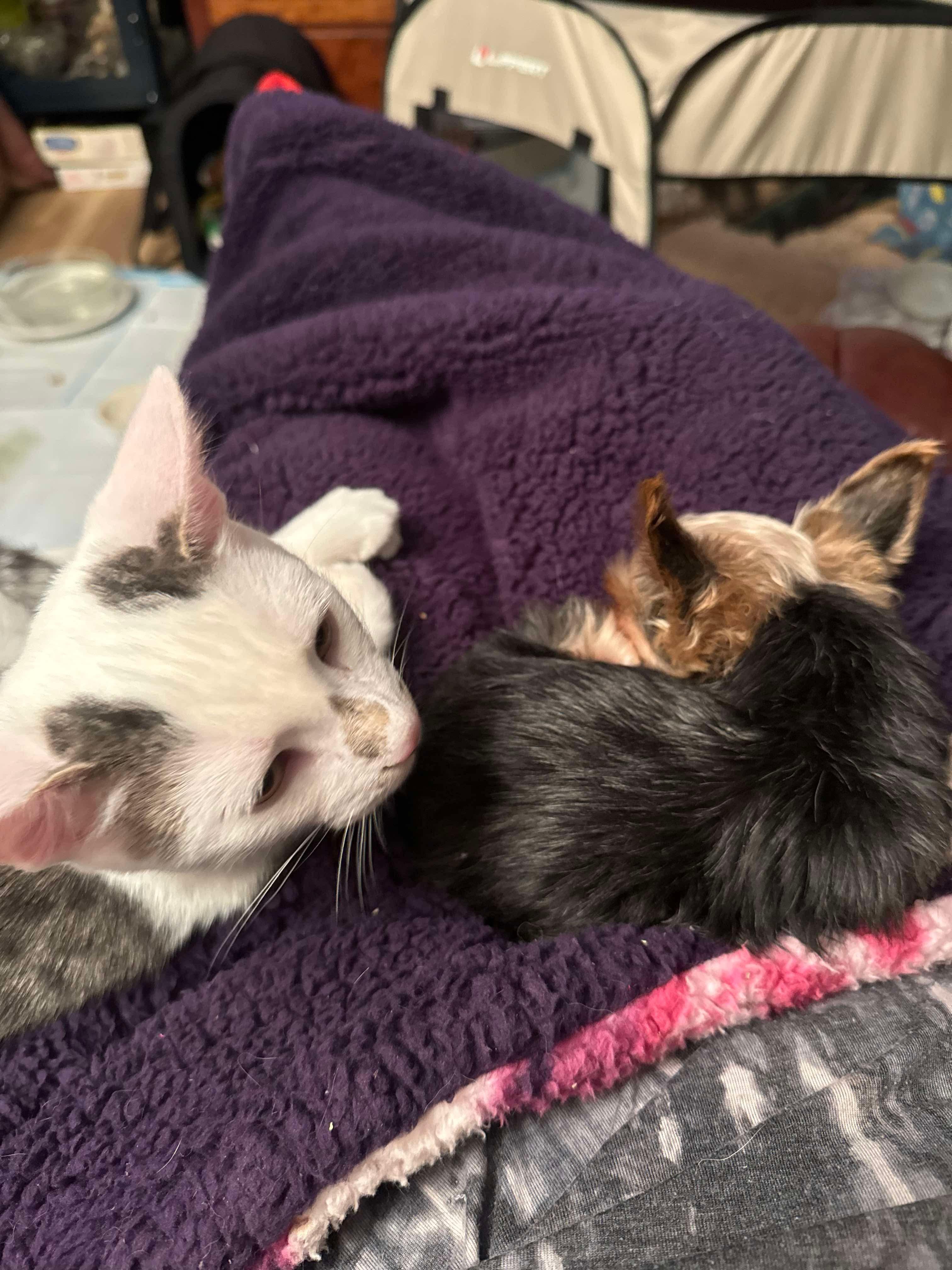 Pigeon, a Adoptable Domestic Short Hair in Manchester, CT image 5/6