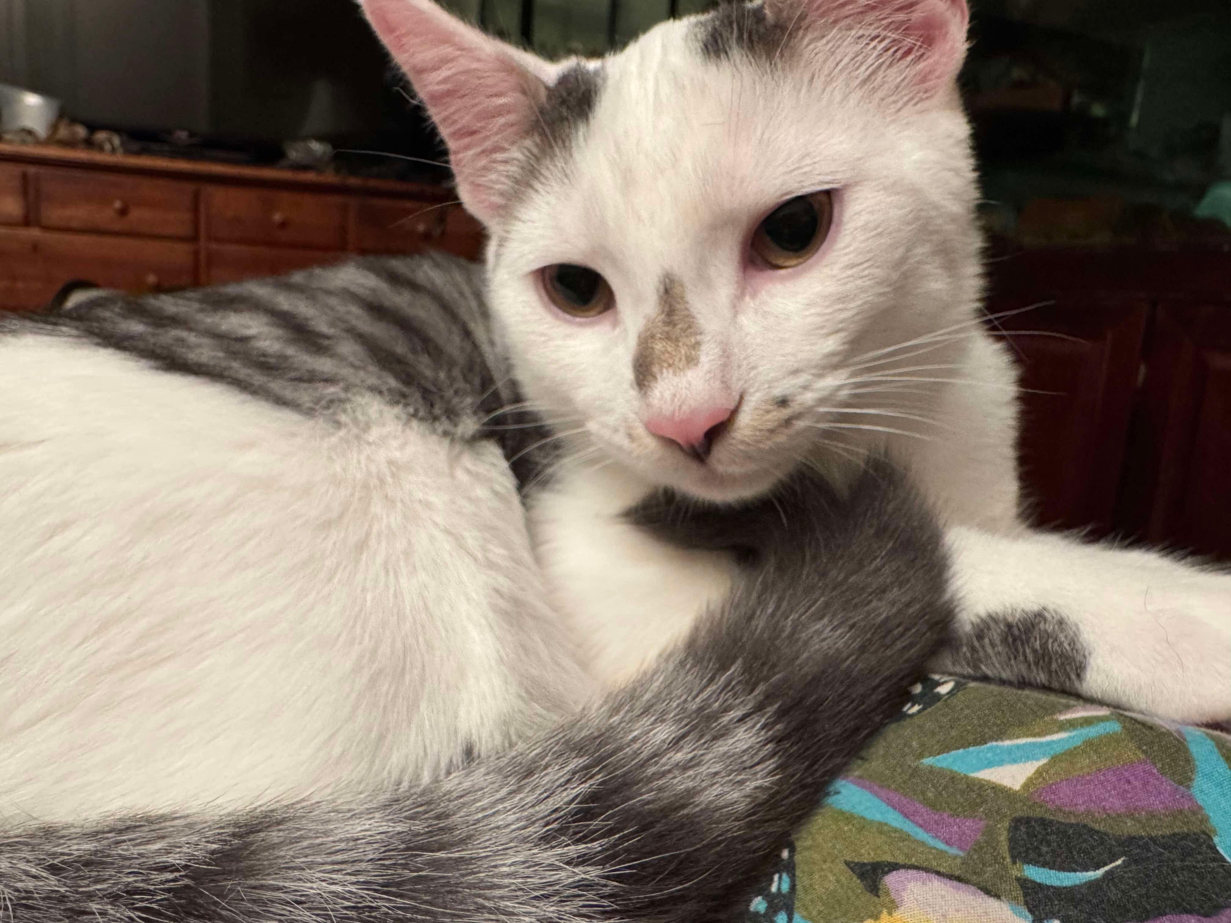 Pigeon, a Adoptable Domestic Short Hair in Manchester, CT image 2/6