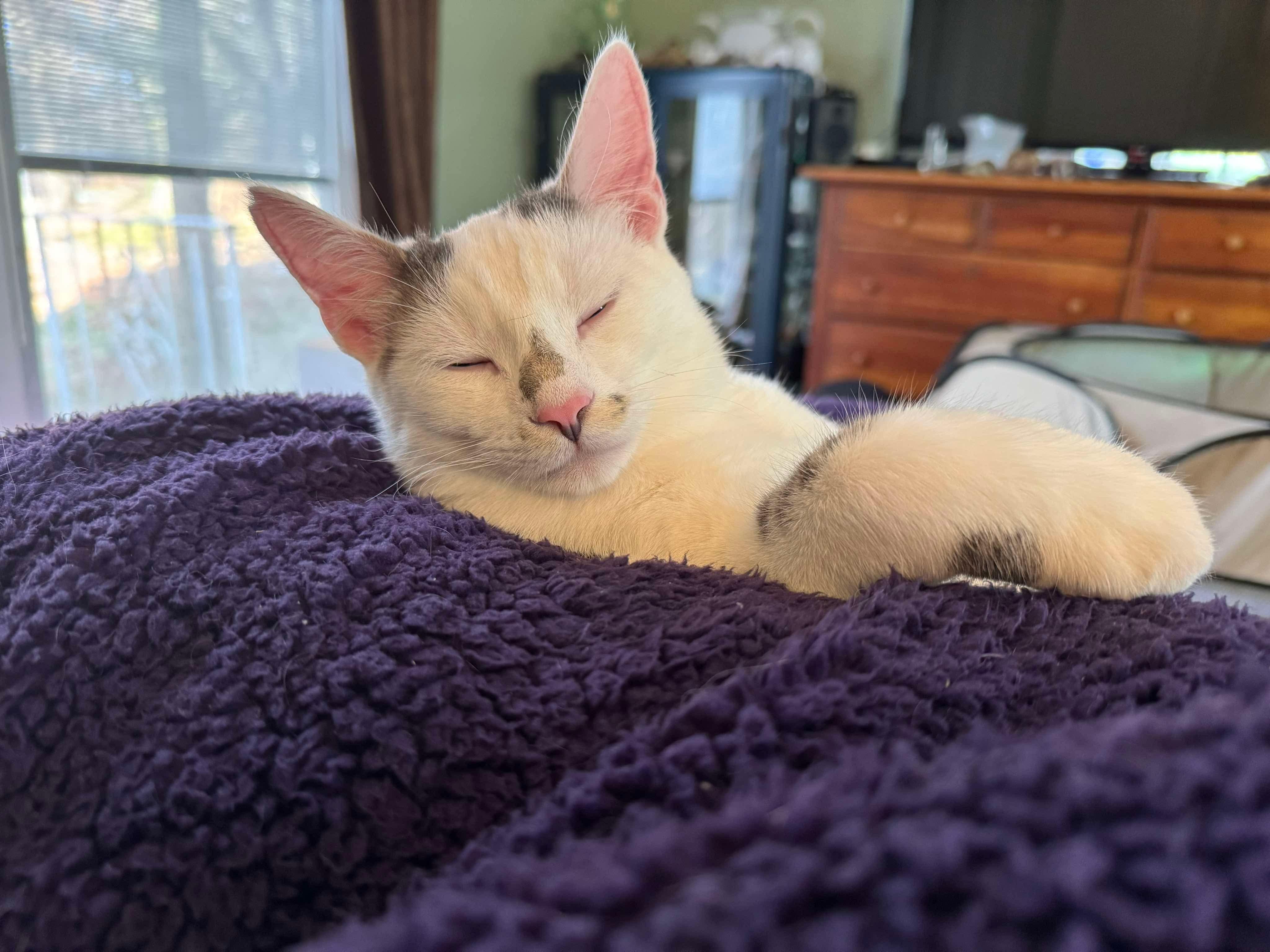 Pigeon, a Adoptable Domestic Short Hair in Manchester, CT image 4/6