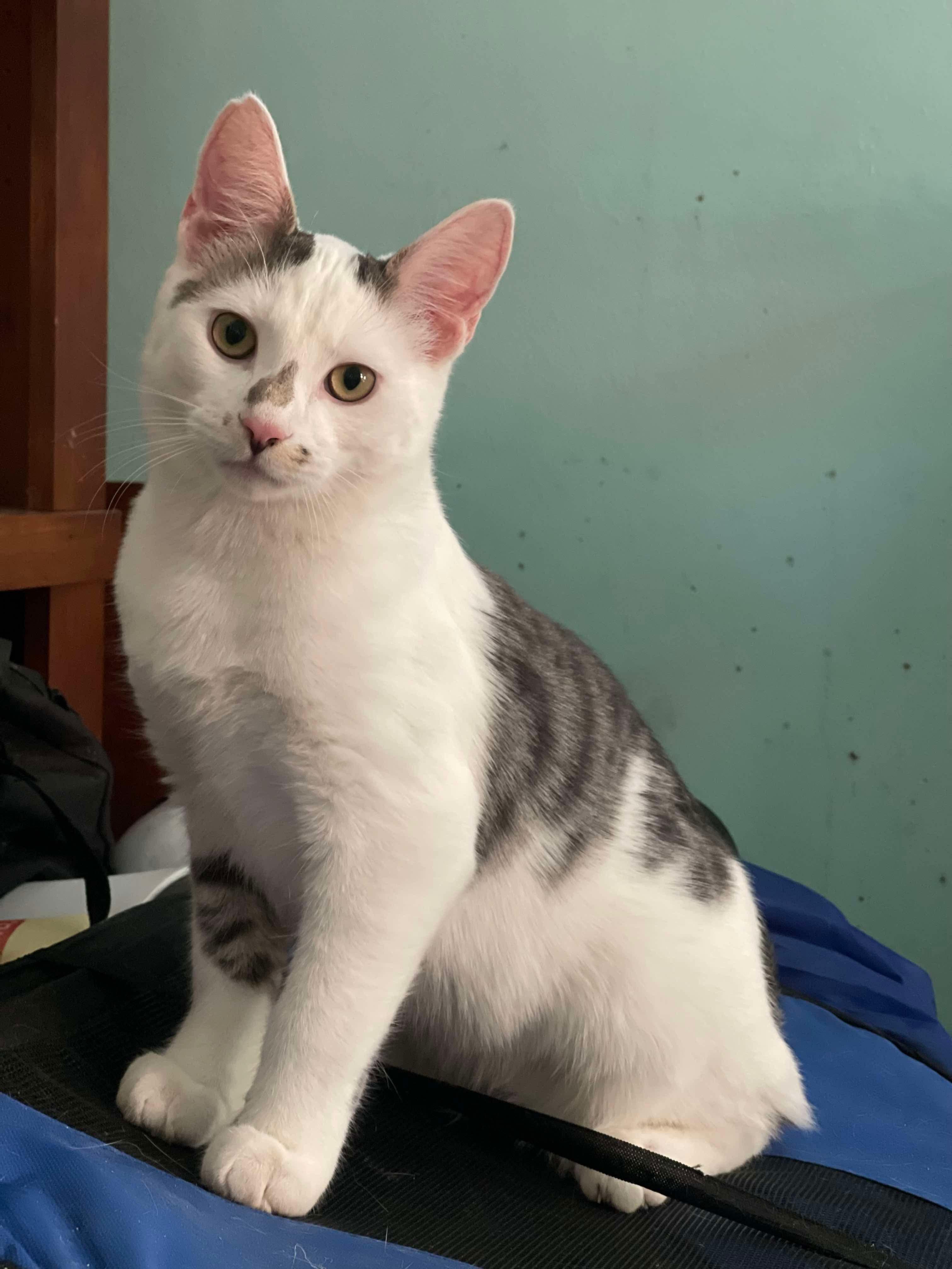 Pigeon, a Adoptable Domestic Short Hair in Manchester, CT image 1/6