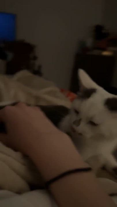 Enlarge Pigeon, a Adoptable Domestic Short Hair in Manchester, CT video 6/6