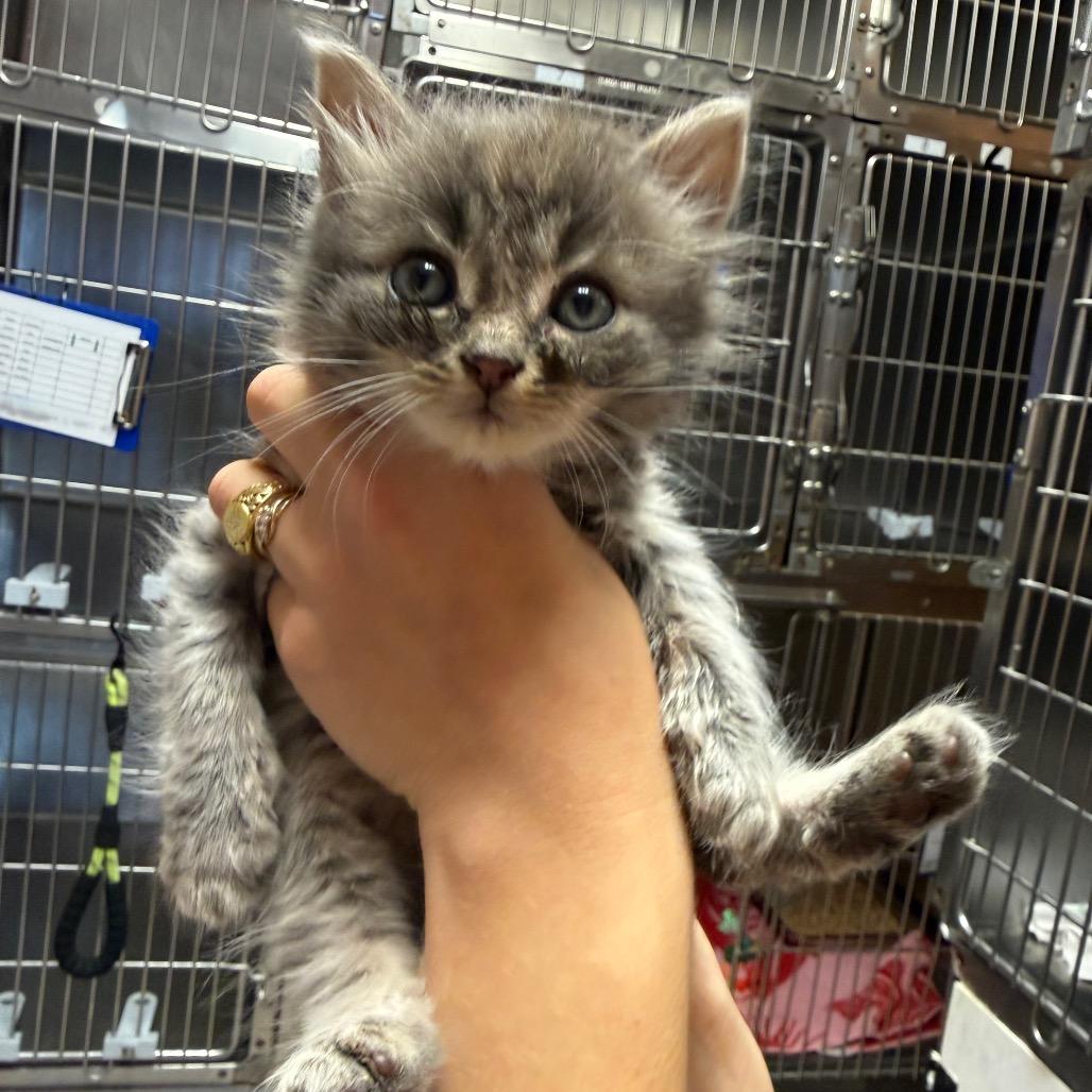 Enlarge Pluto 9439, a Adoptable Domestic Short Hair in Hamilton, GA image 1/1